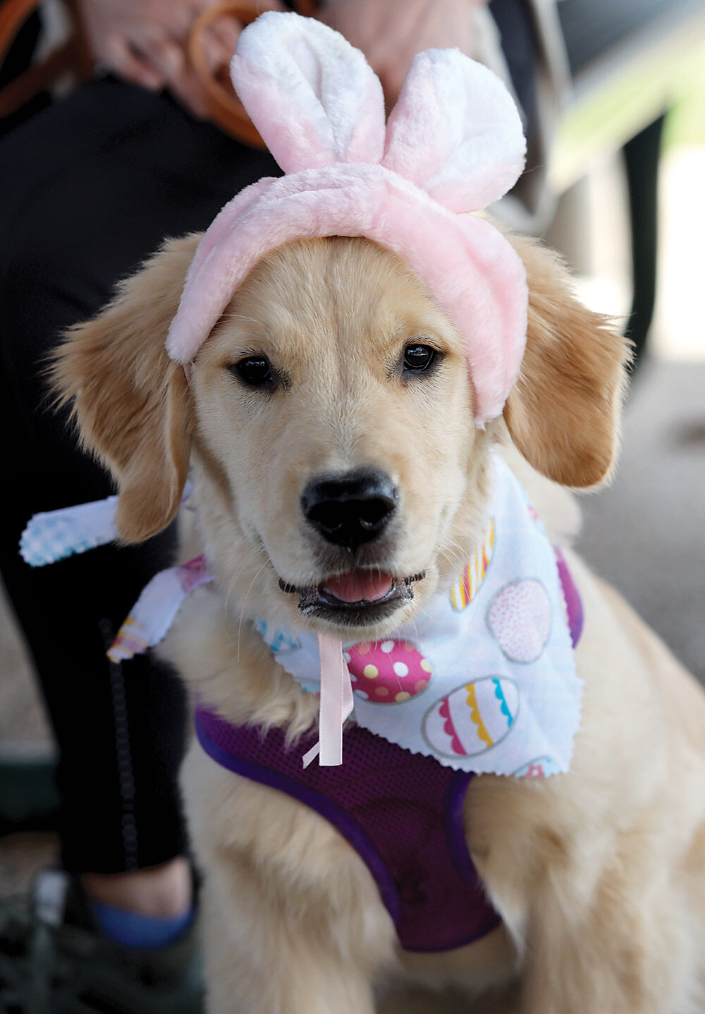 dog5.jpg